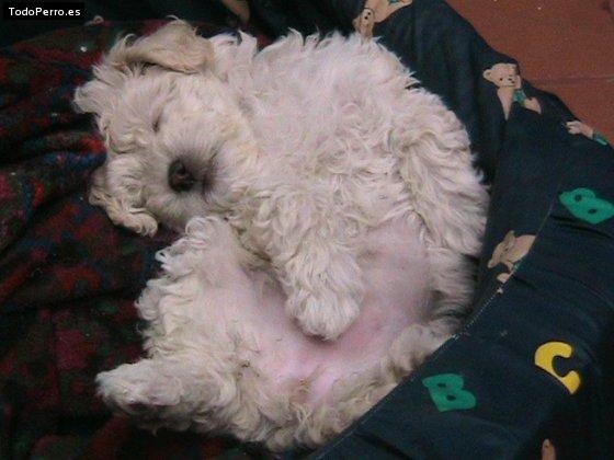 Foto del perro Niña