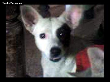 Foto del perro Sano troanes