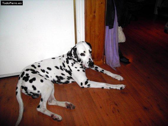 Foto del perro Romeo