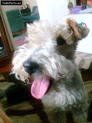 Foto del perro Tobby