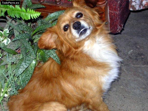Foto del perro Mono