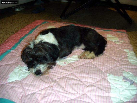 La foto del perro Collie Foto del perro Collie