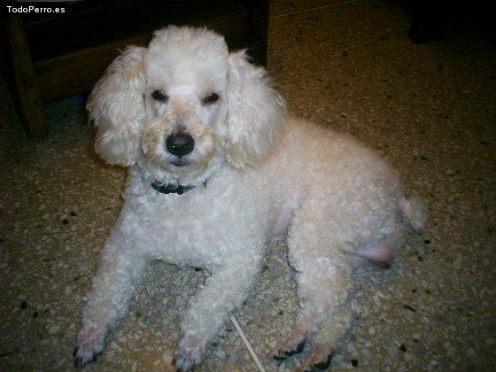 La foto del perro Cokie Foto del perro Cokie