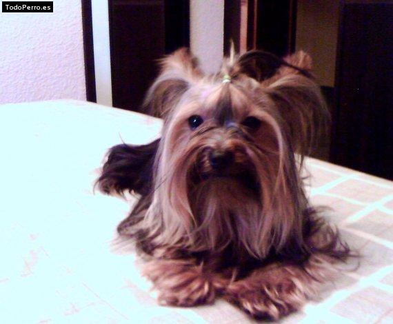 Foto del perro Ruffo