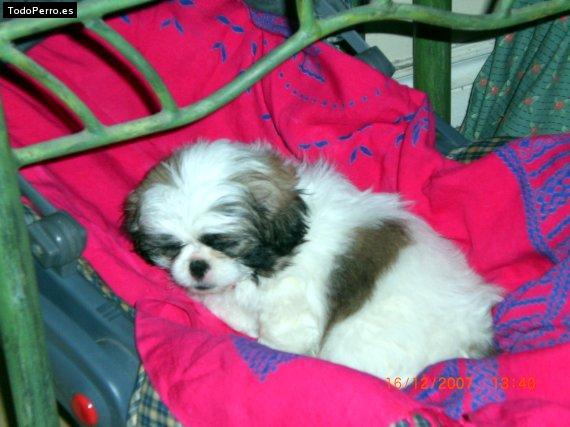 Foto del perro Chanelle