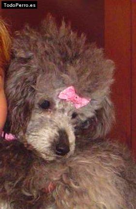 Foto del perro Suri