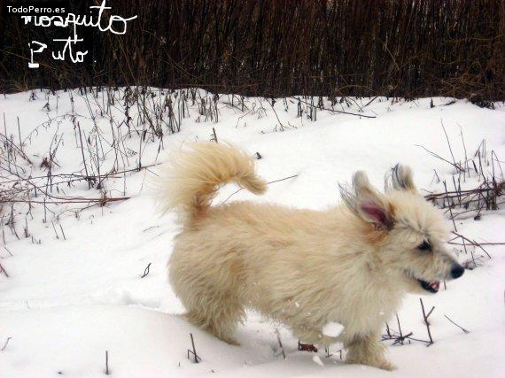 Foto del perro Moskito