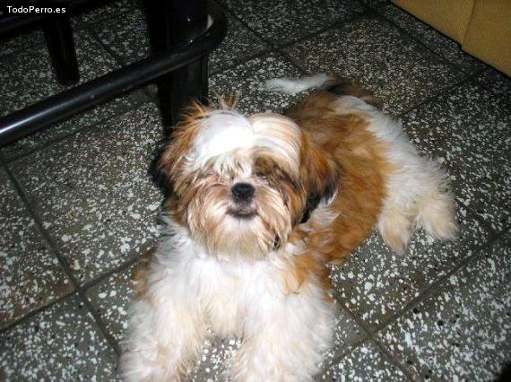 Foto del perro Mischa