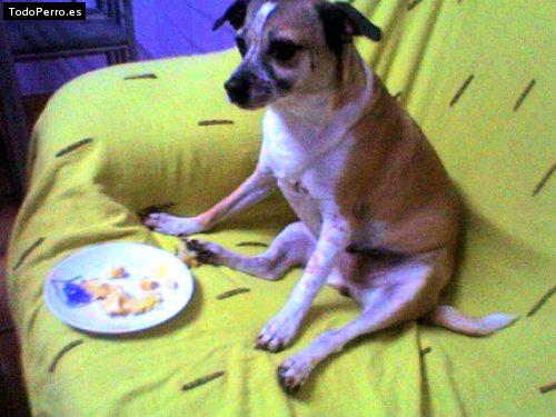 Foto del perro Curry