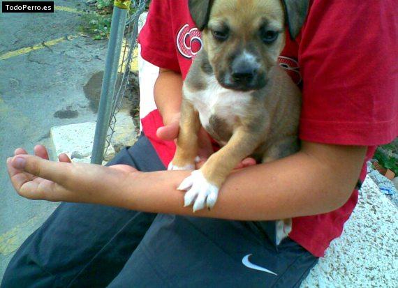 Foto del perro Mona