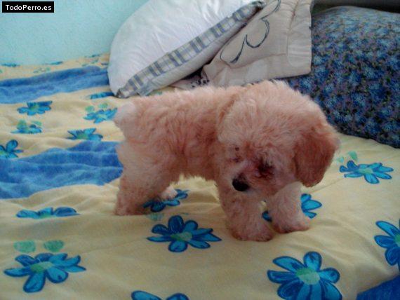 La foto del perro Ringo Foto del perro Ringo