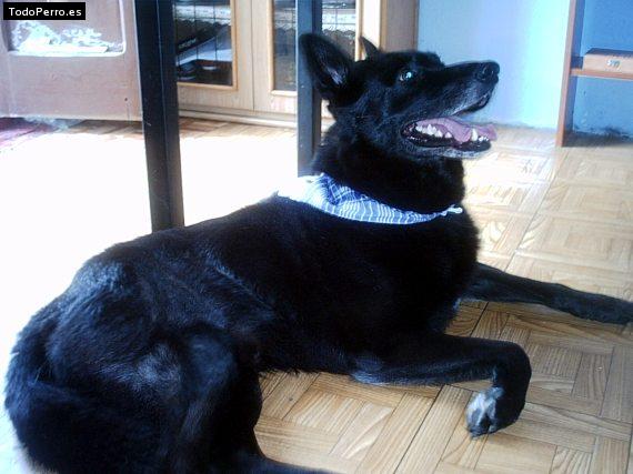 Foto del perro Rex