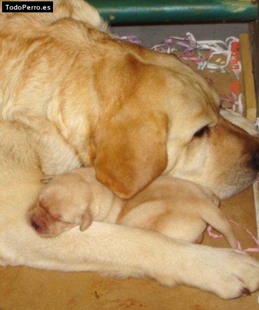 Foto del perro Linda y arwen