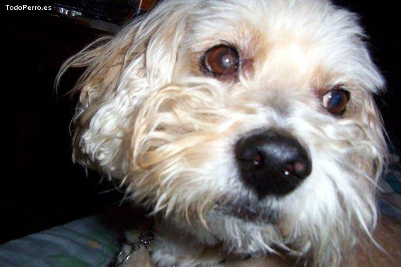 Foto del perro Igor