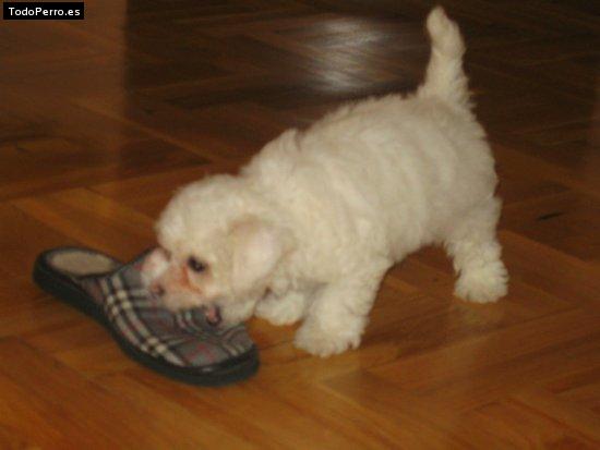 Foto del perro Simba