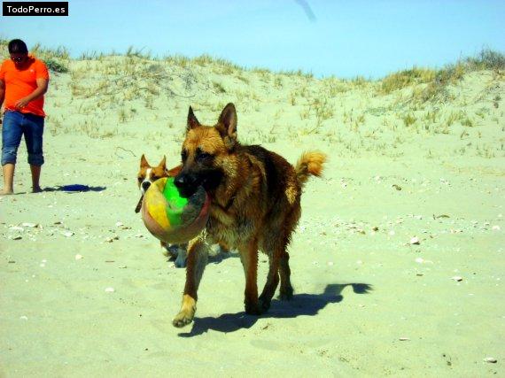 Foto del perro Titan