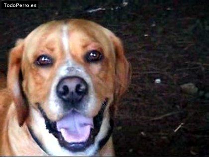 Foto del perro Urko