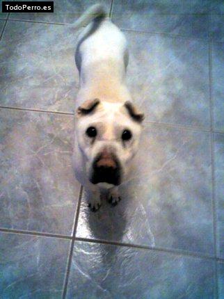 Foto del perro Ninoshka