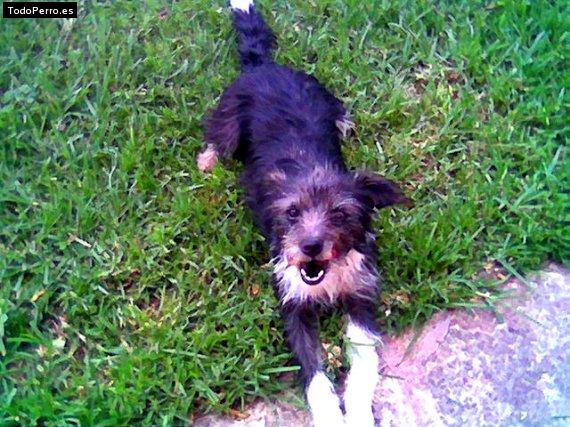 Foto del perro Negrita
