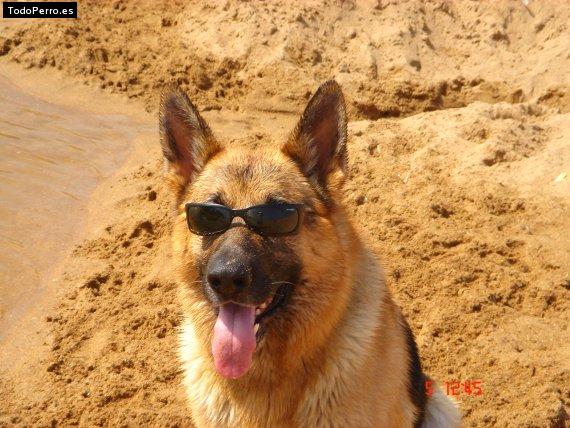 Foto del perro Blade
