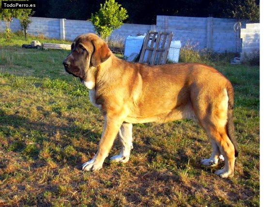 Foto del perro Zeltia de basillon