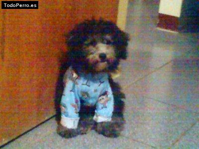 Foto del perro Timy
