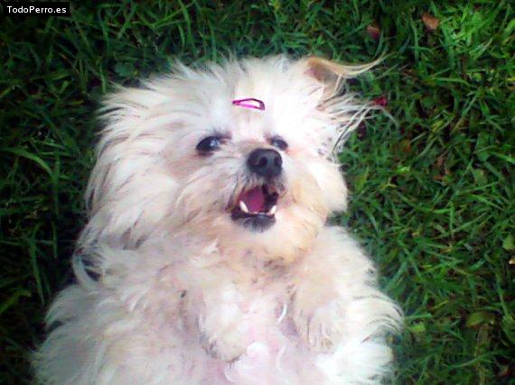 Foto del perro Nena