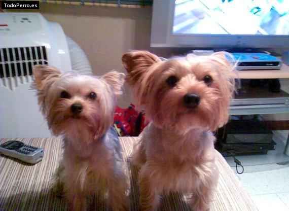 Foto del perro Malu y rita