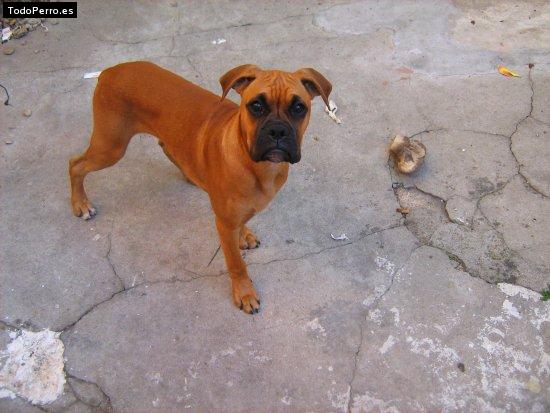 Foto del perro Tous