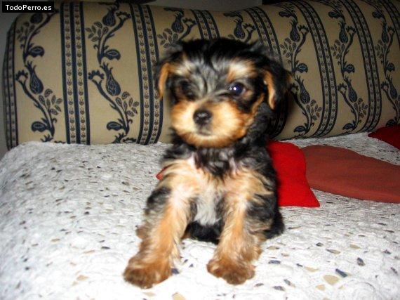 Foto del perro Mateo