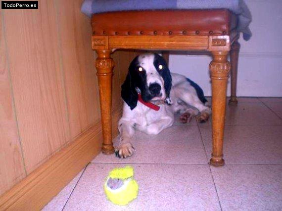 Foto del perro Simba