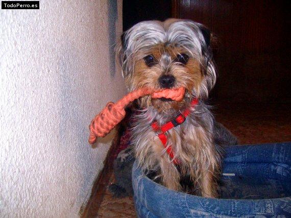 Foto del perro Miko