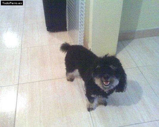 Foto del perro Blacky