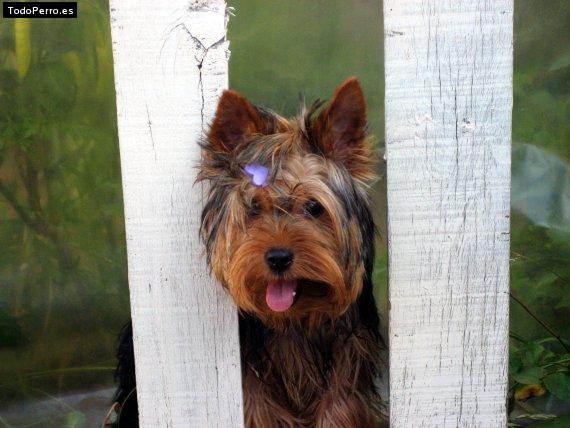 Foto del perro Llauta mafalda