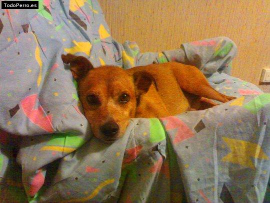 Foto del perro Suso