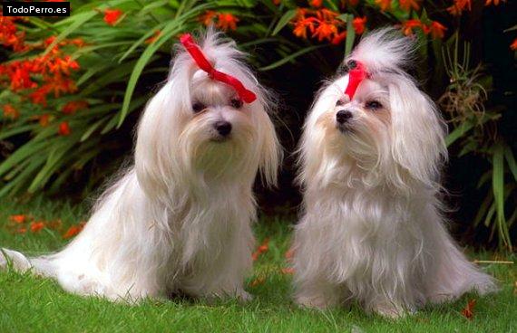 Foto del perro Malta e italia