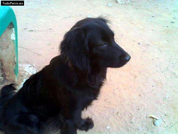 Foto del perro Colita