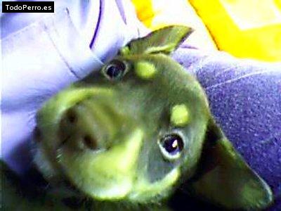 La foto del perro Choco Foto del perro Choco