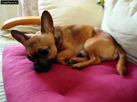 La foto del perro Chico Foto del perro Chico