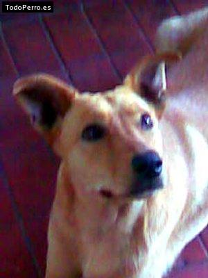 Foto del perro Nicole
