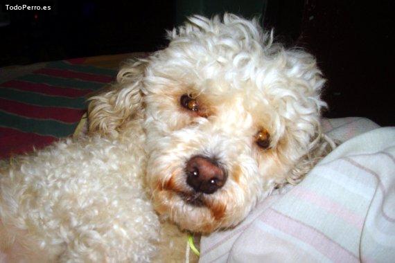 Foto del perro Mateo