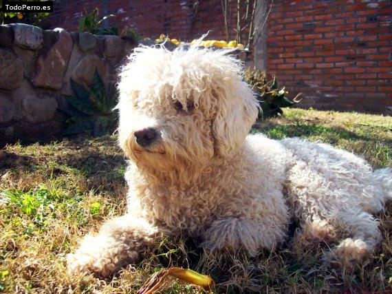 Foto del perro Oso