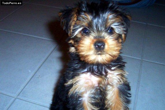 Foto del perro Chiqui