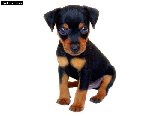 Foto del perro Rocco