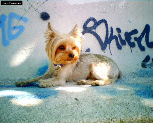 Foto del perro Sacha