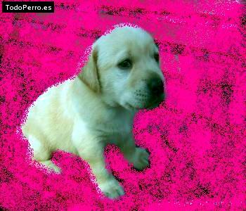 Foto del perro Motito