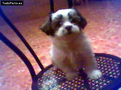 Foto del perro Tony