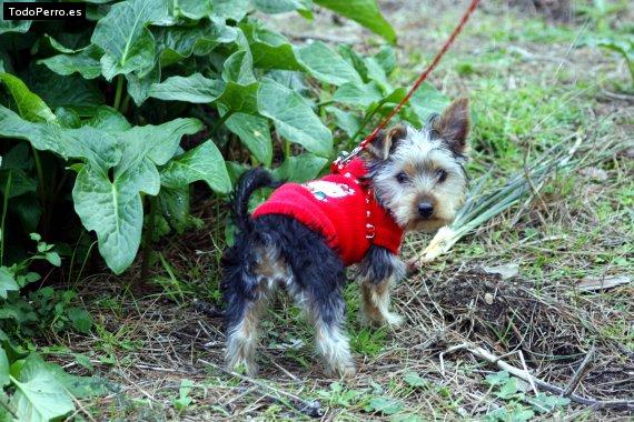 Foto del perro Chispita