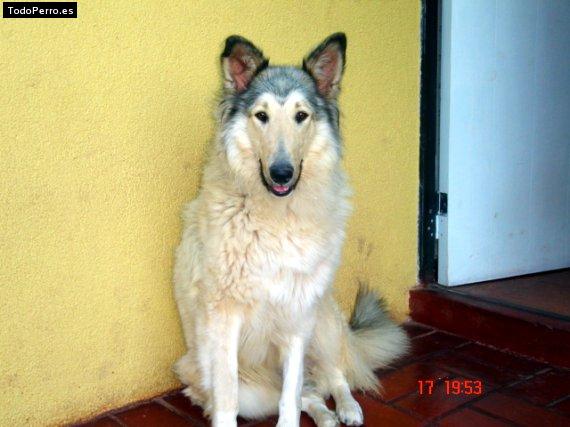 Foto del perro Suka