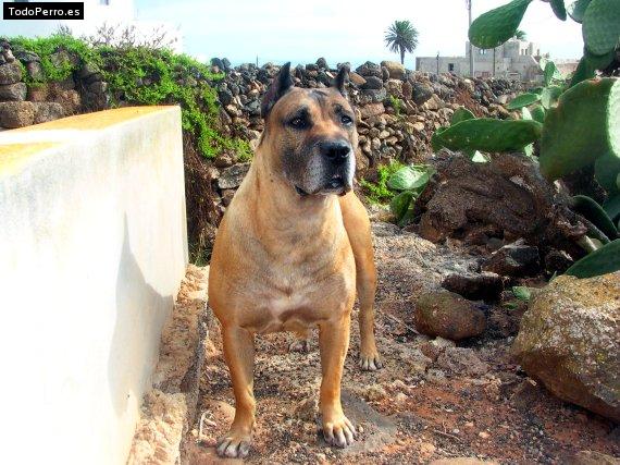 Foto del perro Thor
